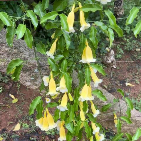 Aneomopegma creeper