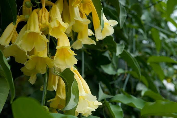 Aneomopegma creeper