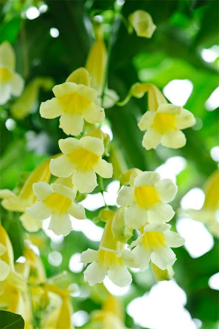 Aneomopegma creeper