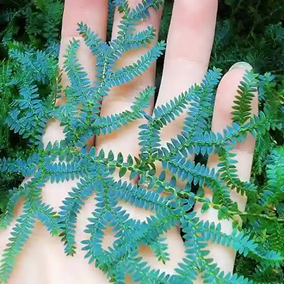 Peacock fern | Blue Fern | Peacock Moss Fern | Selaginella Willdenowii