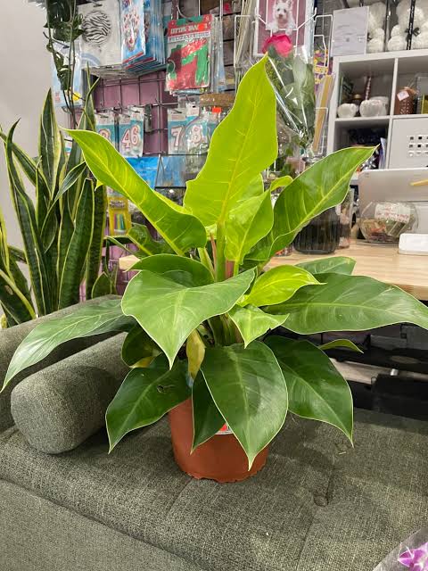 indoor philodendron plant Philodendron Moonshine plant| Indoor plants – ASHIYANA STORE