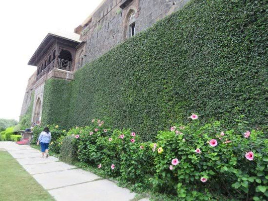 Chipkali Bel (Ficus Repens) – Live Wall Creeper Plant | Creeping Fig Climber for Walls