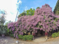 Congea Vine | Shower of Orchid Vine | Congea Tomentosa