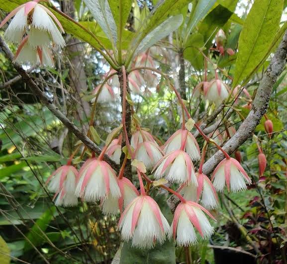 Elaeocarpus Grandiflorus | Fairy Petticoat Tree with Ornamental Flowers