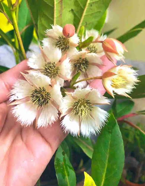 Elaeocarpus Grandiflorus | Fairy Petticoat Tree with Ornamental Flowers