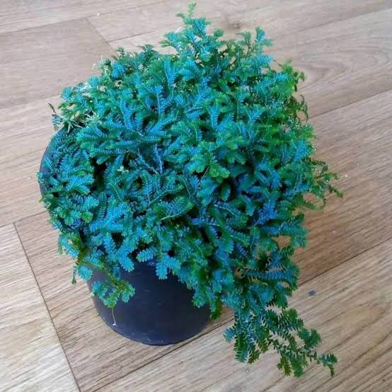 Peacock fern | Blue Fern | Peacock Moss Fern | Selaginella Willdenowii