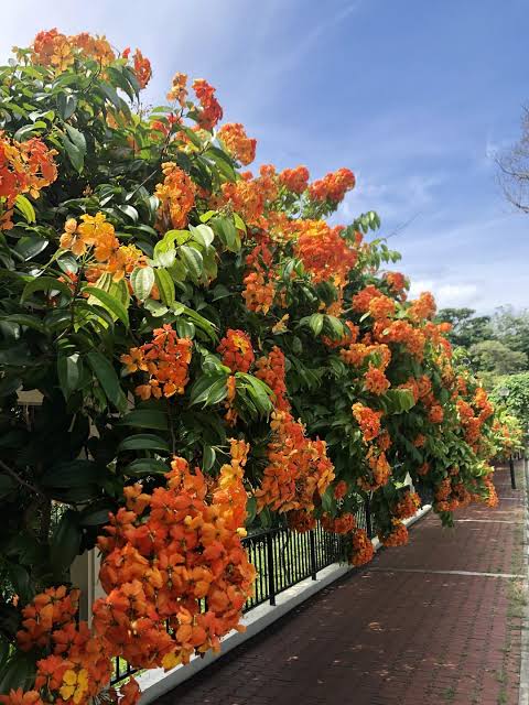 Bauhinia Coccinea Creeper Plant | Red Orchid Vine | Rare Flowering Climber