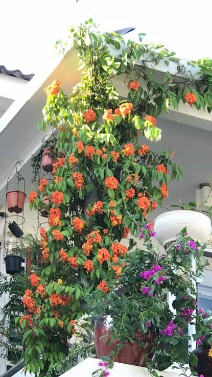 Ashiyana Rang-E-Raag-E-Gulnaar Vine β bright red orchid-like butterfly blooms cascading on a fast-growing creeper β rare Bauhinia Coccinea flowering vine for tropical gardens.