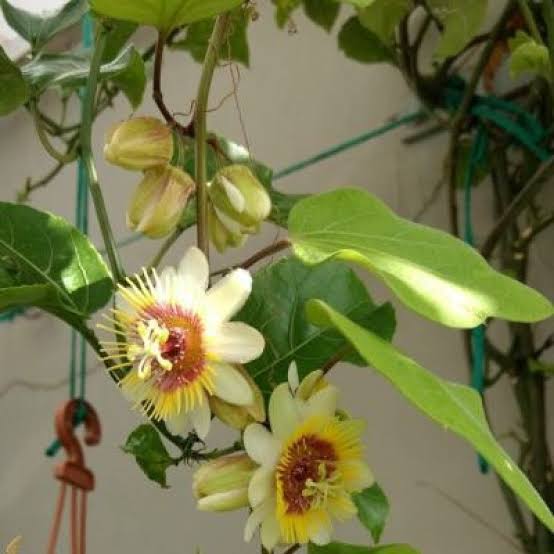 Passiflora Yellow Vine | Yellow Passion Flower Climber Plant