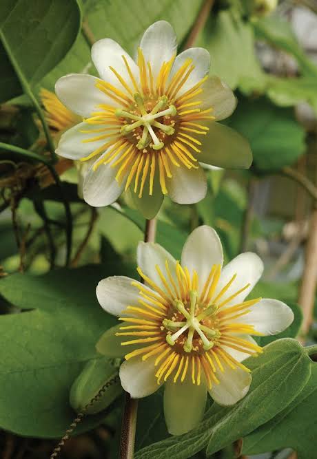 Passiflora Yellow Vine | Yellow Passion Flower Climber Plant