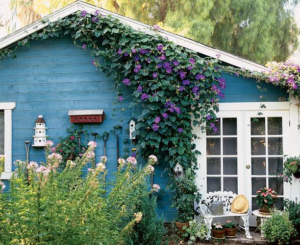 Ashiyana Rang-E-Prernaa Vine with vibrant blue-purple trumpet-shaped morning flowers opening at sunrise – an inspirational flowering creeper for garden fences and balconies