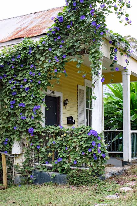 Ashiyana Rang-E-Prernaa Vine with vibrant blue-purple trumpet-shaped morning flowers opening at sunrise – an inspirational flowering creeper for garden fences and balconies