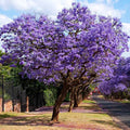 Jacaranda (Jacaranda Mimosifolia) Neel Mohar Live Plant