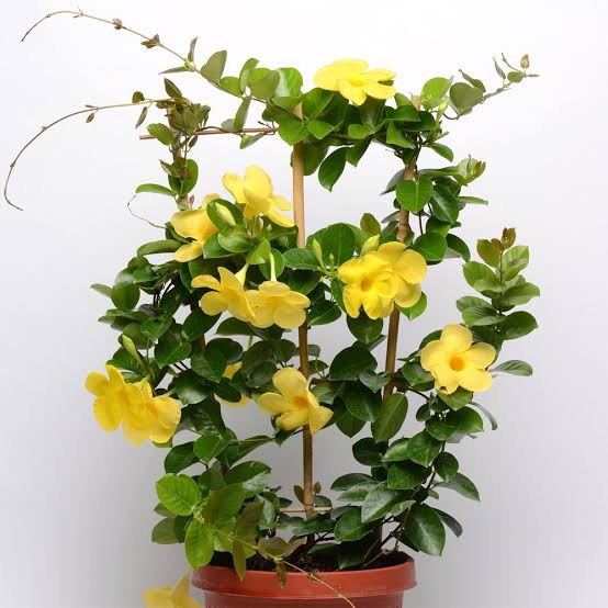 Mandevilla Yellow Plant | Yellow Flowering Vine for Pots & Trellis