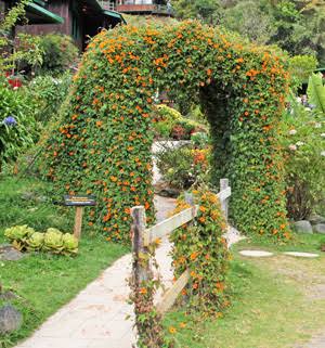 Black Eyed Susan Vine | Thunbergia Alata | Fast Growing Balcony Creeper