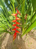 Hanging heliconia