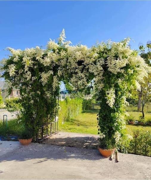 Ashiyana Rang-E-Chaandni Shraddha Vine β cascading clusters of soft white star-shaped flowers, ideal for pooja spaces and peaceful gardens β sacred Mani Mulla vine flowering creeper.