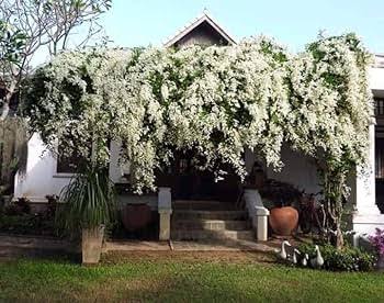 Porana Paniculata | Mani Mulla Flowering Creeper | Indian Jasmine Vine