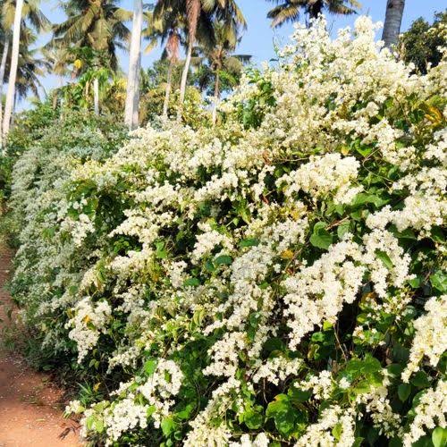 Porana Paniculata | Mani Mulla Flowering Creeper | Indian Jasmine Vine