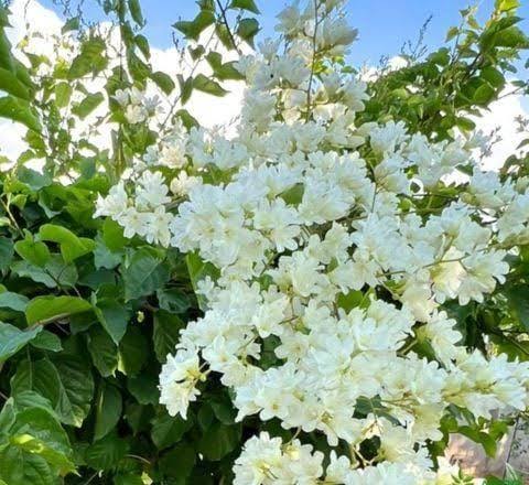 Porana Paniculata | Mani Mulla Flowering Creeper | Indian Jasmine Vine