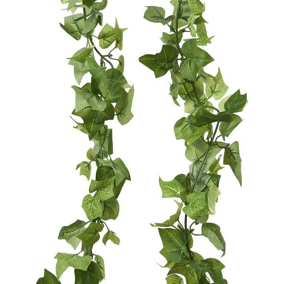 Ivy Big Leaf Vine | Evergreen Wall Creeper Plant for Fences