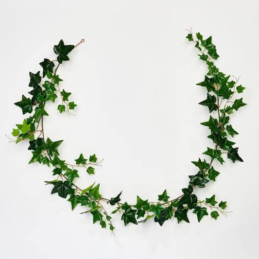 Ivy Big Leaf Vine | Evergreen Wall Creeper Plant for Fences