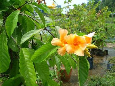Odontadenia Macrantha Plant | Large Yellow Trumpet Flowering Creeper