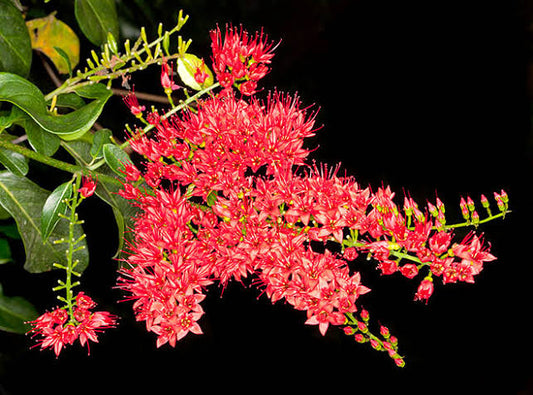 Combretum Coccinea Plant - Scarlet Combretum | Healthy Live Outdoor Plant