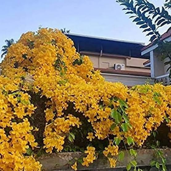 Cat’s Claw Vine | Yellow Flowering Wall Climber | Dolichandra unguis-cati