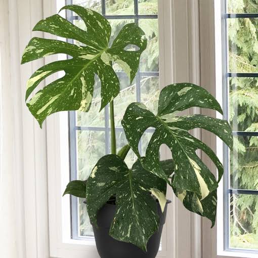 thai indoor plants Monstera Thai Constellation plant