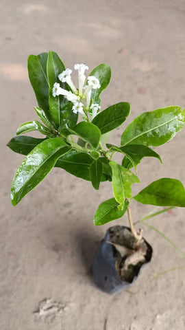 din ka raja (live plant)