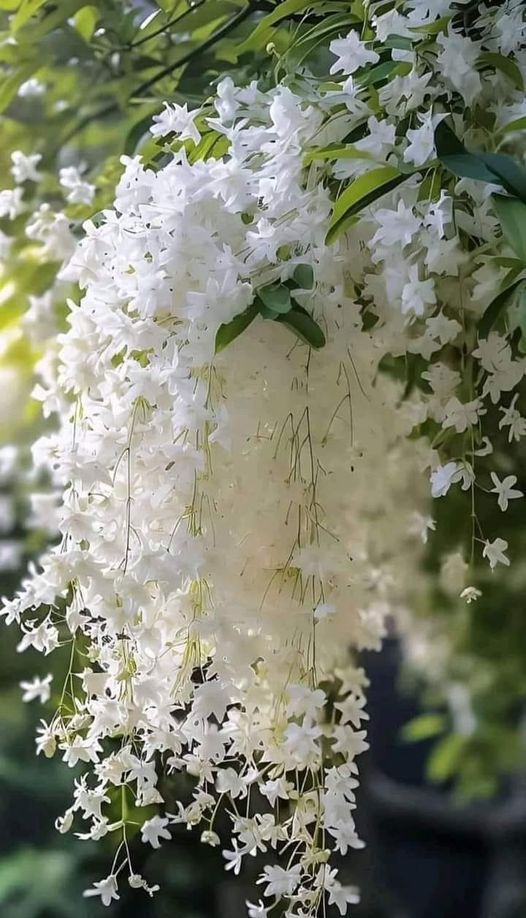 Petra volubillis white creeper plant buy now (Ashiyana Rang-E-Shweta Chaaya Vine)