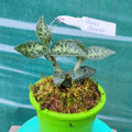 Jewel Orchids