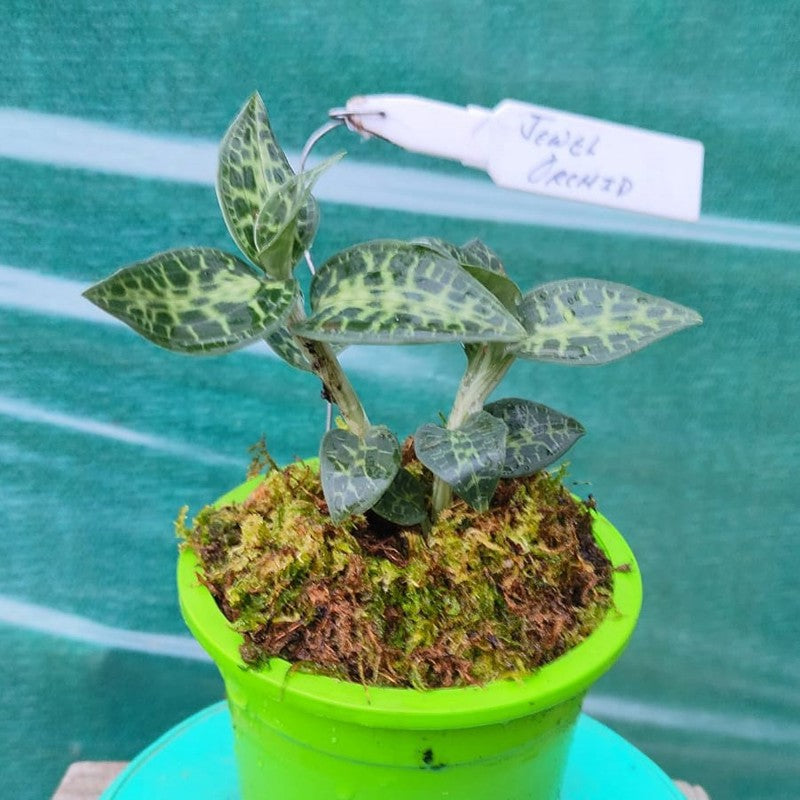 Jewel Orchids (Two Types)