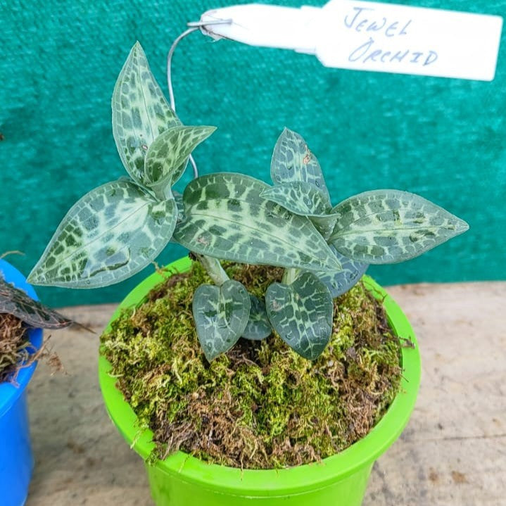 Jewel Orchids (Two Types)