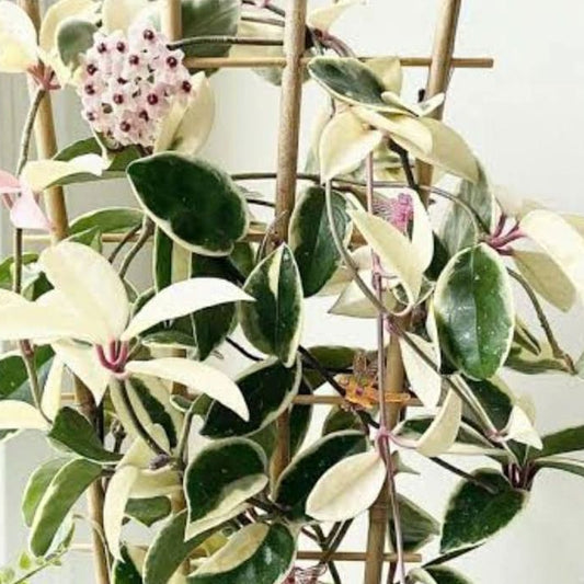 Hoya Krimson Queen (Variegated)