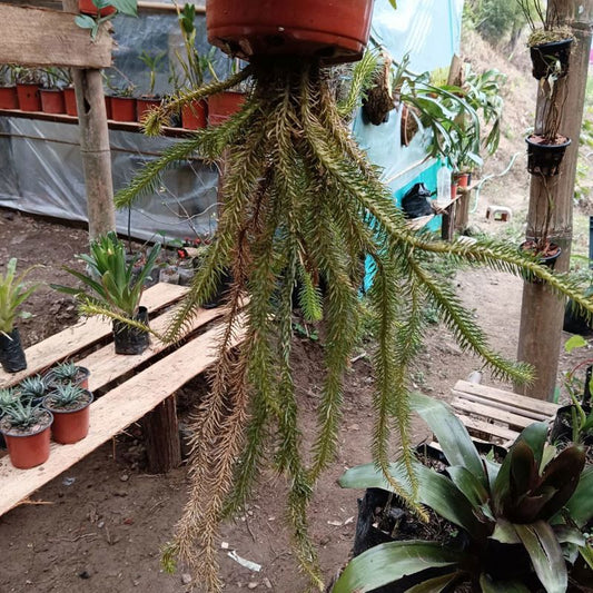 Lycopodium Foxtail (Large)