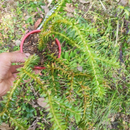 Lycopodium Phlegmeria