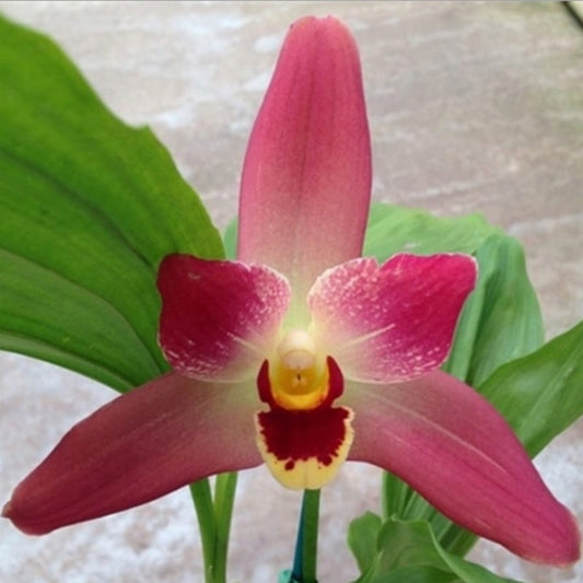 Lysudamuloa Red Jewel 'Hilo Girl'