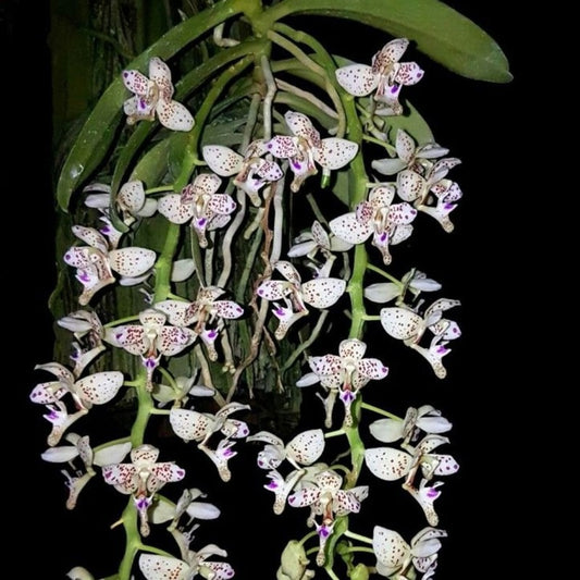 Macropodanthus alatus