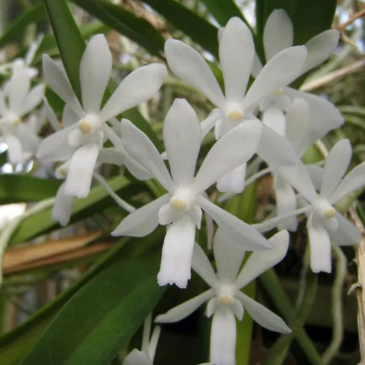 Neostylis Lou Sneary 'White'