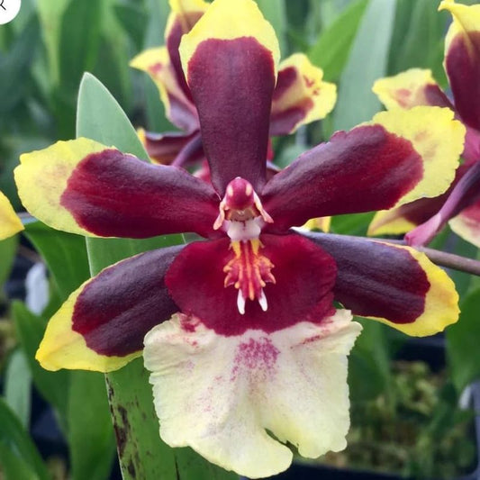 Odcdm. Wildcat 'Rainbow'