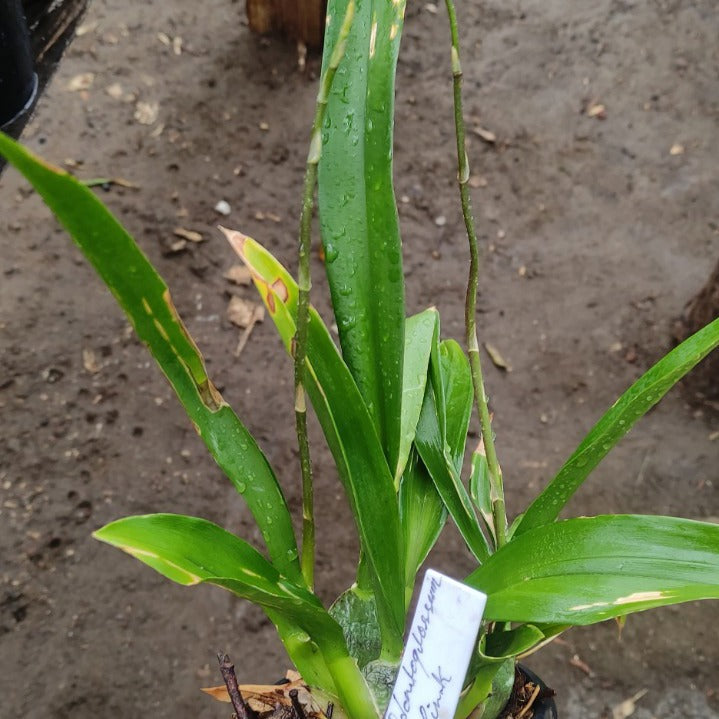 Odontoglossum Pink