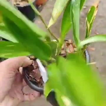 Odontoglossum Pink