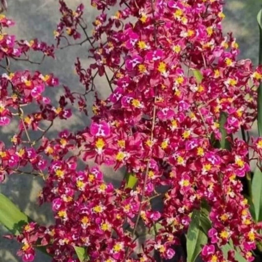 Oncidium Twinkle Tariflor 'Lady'