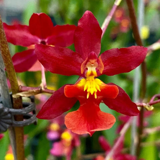 Oncidium Hwuluduen Nova 'Red Cherry'