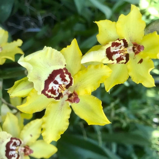 Oncidium Wildcat 'Yellow King'