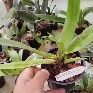 Paphiopedilum Favorlang Lady × charlesworthii