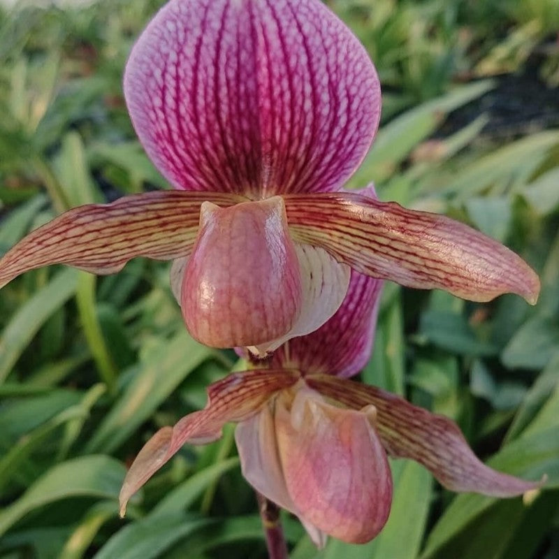Paphiopedilum Favorlang Lady × charlesworthii
