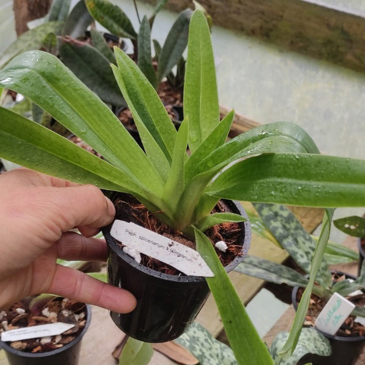 Paph. Niobe (Spiceranium x Fairrenium)